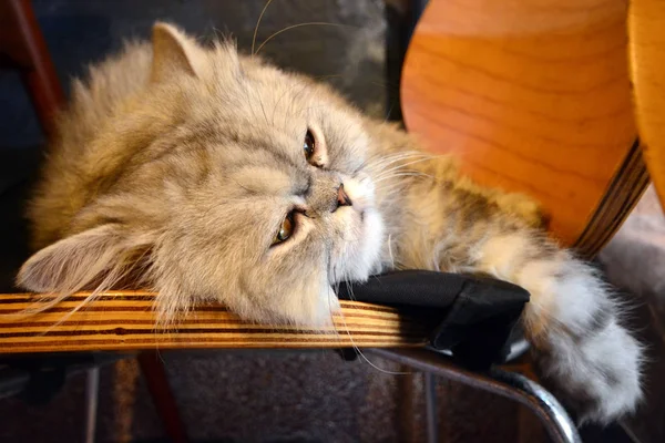 Retrato de lindo gato persa con ojos somnolientos —  Fotos de Stock