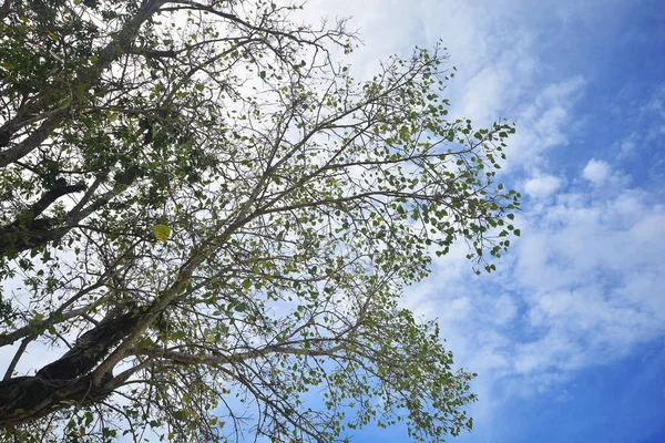 Ágak, fa, szép ég — Stock Fotó
