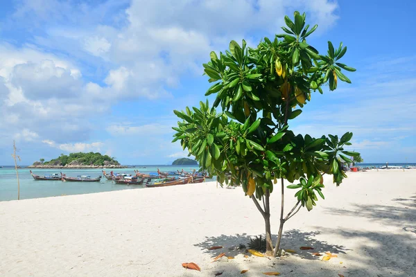 Одинокое дерево на пляже Фалал, остров Липе, Таиланд — стоковое фото