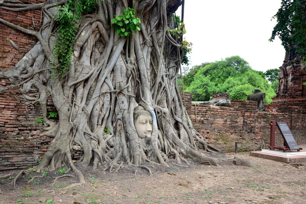 Buda'nın kafasından Ağaç kökleri, Wat Mahathat, Ayutthaya, Tayland