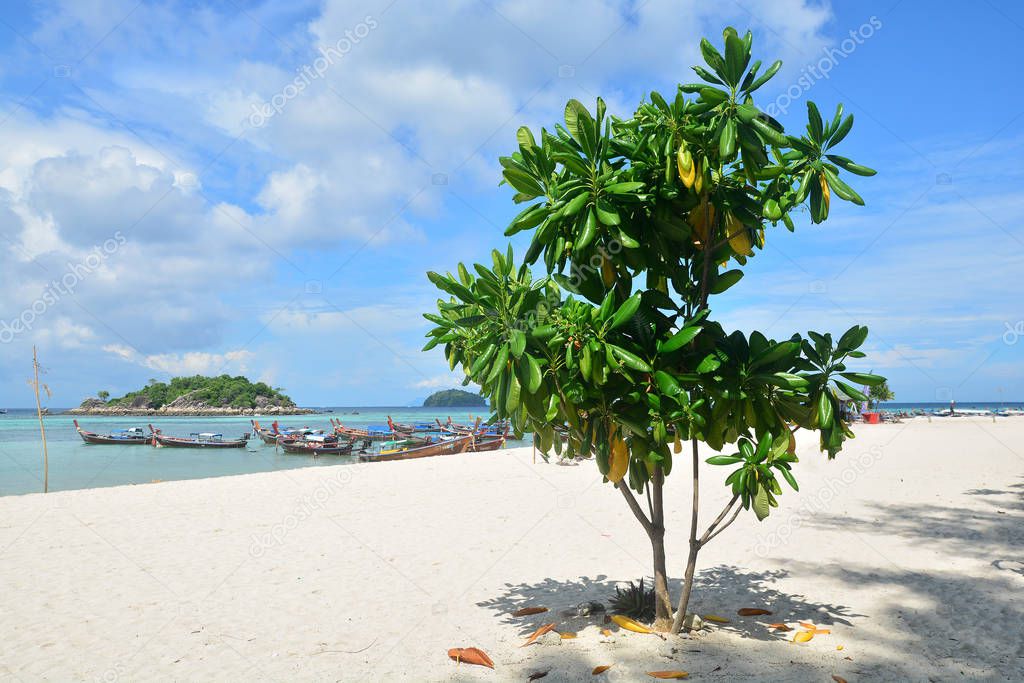 Lonely tree on a tropical beach, Lipe island, Thailand