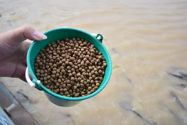 Utfodringen mat till fiskar i floden, Ayuthaya Thailand — Stockfoto