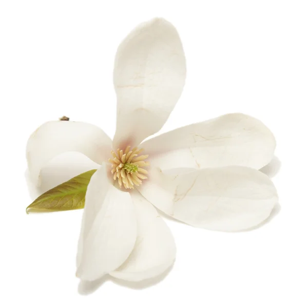 Ізольована Магнолія Cucumbertree квітка — стокове фото