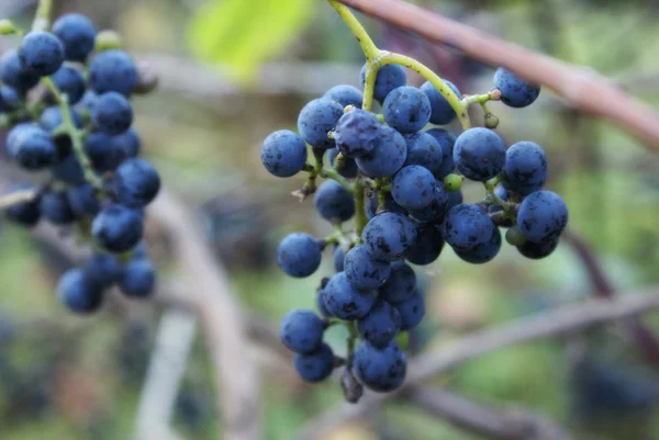 Wild Grape Vine