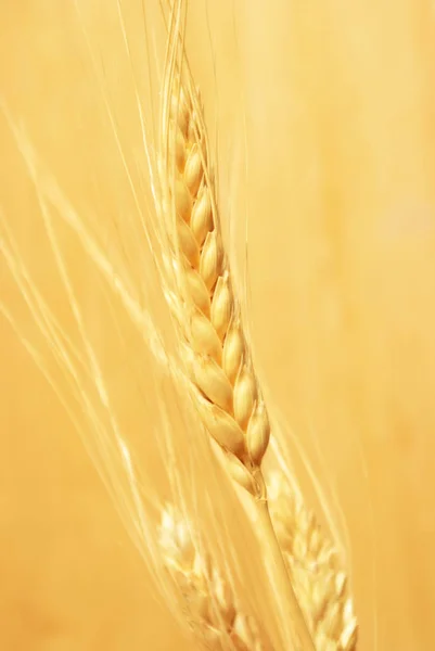 Bearded Wheat Crop — Stock Photo, Image