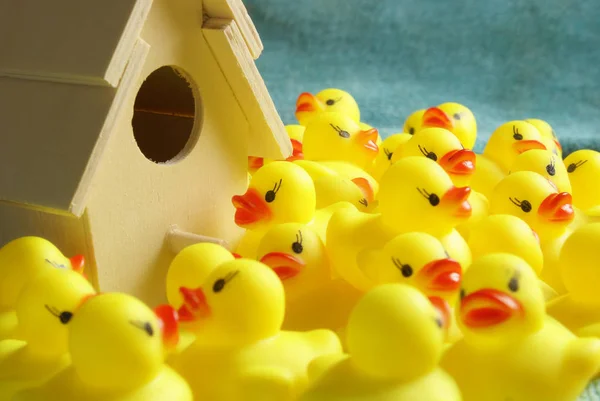 Rubber Duck Homeland — Stockfoto