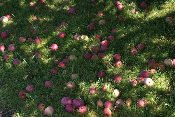 The Fallen Apples — Stock Photo, Image