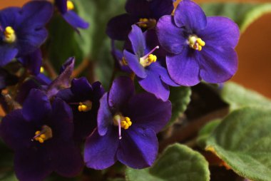 Kapalı African Violet