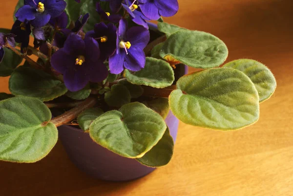 Kapalı African Violet — Stok fotoğraf