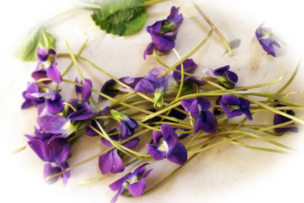 Příprava bylinných trpaslík Iris — Stock fotografie