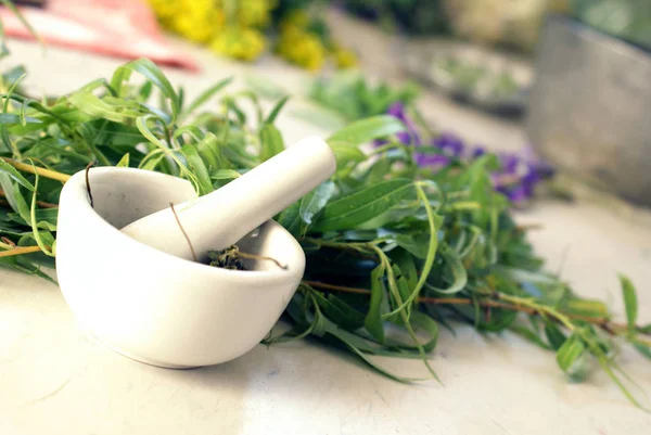 Medische planten gekweekt — Stockfoto