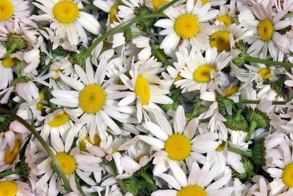 Camomila Flowerhead Closeup — Fotografia de Stock