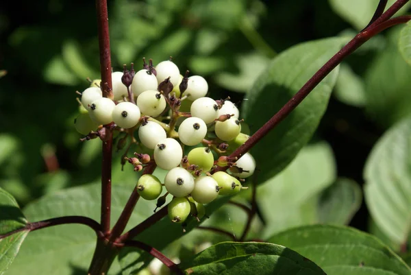 Wild Berries Closeup — Stock Photo, Image