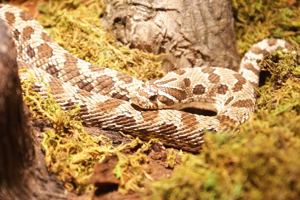 Closeup View of a Snake — Stock Photo, Image