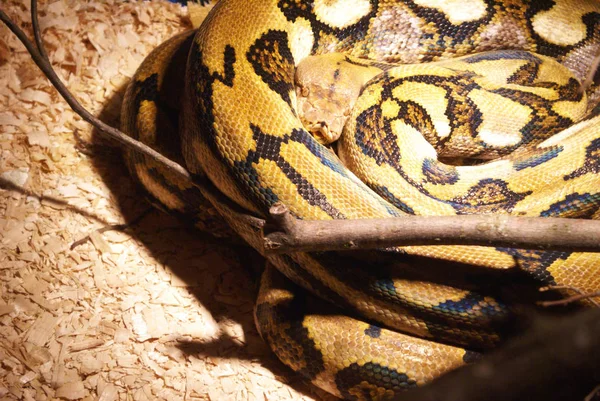 Вид крупным планом на змею — стоковое фото