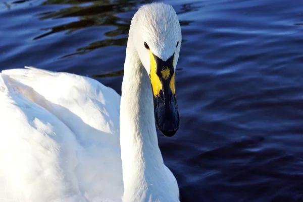 Série de imagem de cisnes — Fotografia de Stock