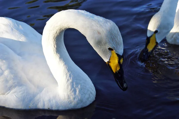 Série de imagem de cisnes — Fotografia de Stock