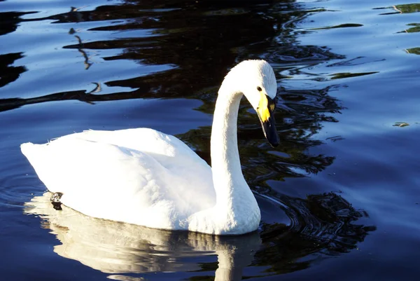 Série de imagem de cisnes — Fotografia de Stock