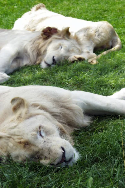 Orgullo de Leones Blancos — Foto de Stock