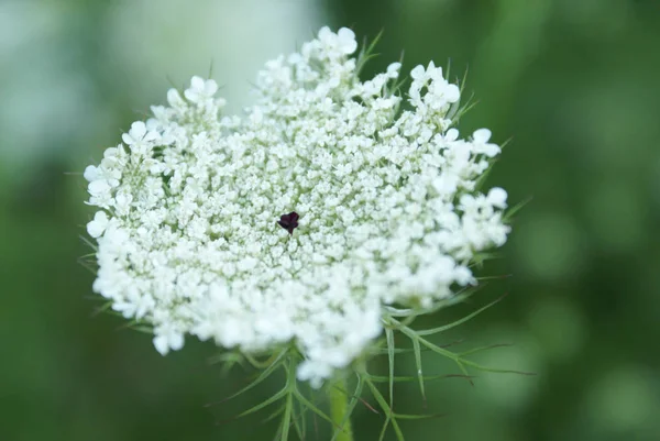 Kraliçe Anne Lace çiçek serisi — Stok fotoğraf