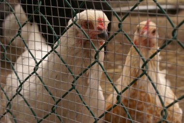 tavuk yetiştiriciliği