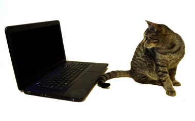 Bilgisayar Kitty ve Copyspace
