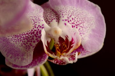 Orkide Çiçek Yaprakları