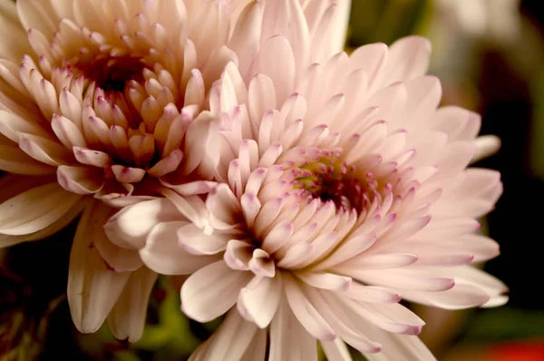 Čerstvě řezané květiny — Stock fotografie