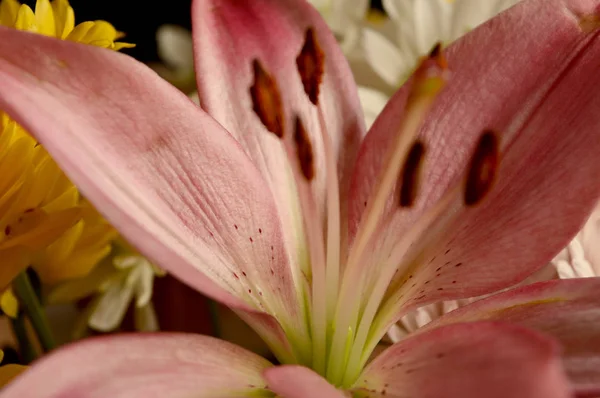 Färska snittblommor — Stockfoto