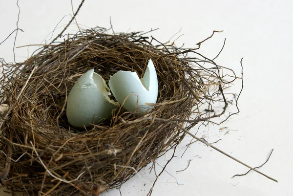 Robin Eggs Hatched — Stock Photo, Image