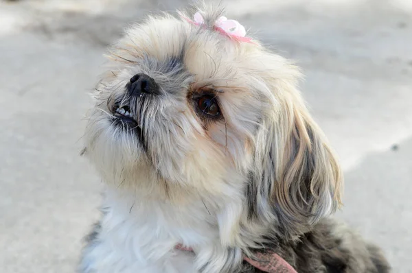 Yorky hondenras — Stockfoto