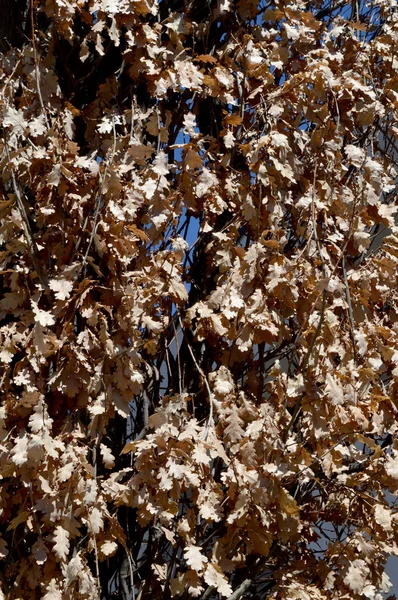 Foglie di quercia autunno — Foto Stock