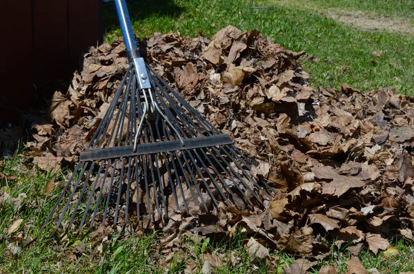 Landscape Chores Raking Leaves — Stock Photo, Image