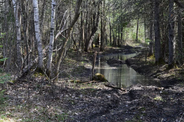 Sentier boueux hors route — Photo