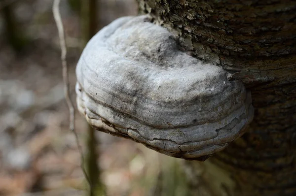 Fungo di esca - Fomes fomentarius — Foto Stock