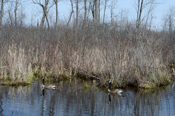 Dois Gansos Canadenses Avistados Seu Habitat Reprodução Natural — Fotografia de Stock