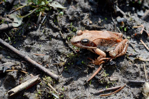 Ontario Nativní Dřevo Žába Lithobates Našel Okraji Vody Velké Bažiny — Stock fotografie