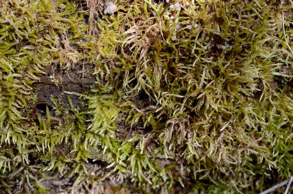 Vista Perto Algum Musgo Verde Crescendo Lado Tronco Árvore Morta — Fotografia de Stock