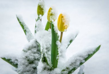 Doğal hava anomali, karla kaplı Lale çiçek. Karda Sarı laleler bahar. Kar üzerinden seyir çiçekler.