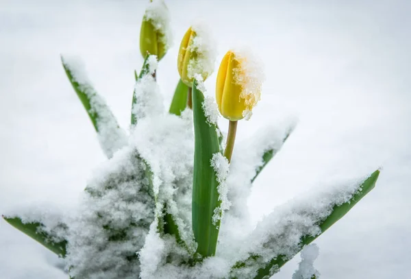 Anomalia do tempo natural, flores de tulipa cobertas de neve. Tulipas amarelas de primavera na neve. Flores olhando através da neve . — Fotografia de Stock