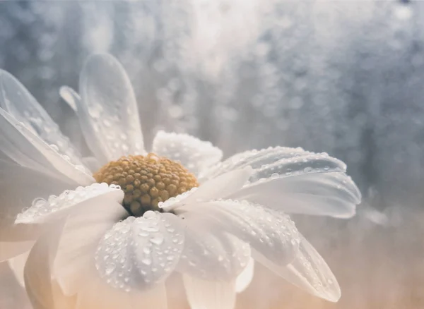 흰 꽃에이 슬 방울 로열티 프리 스톡 이미지