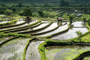Bali 'deki pirinç tarlası