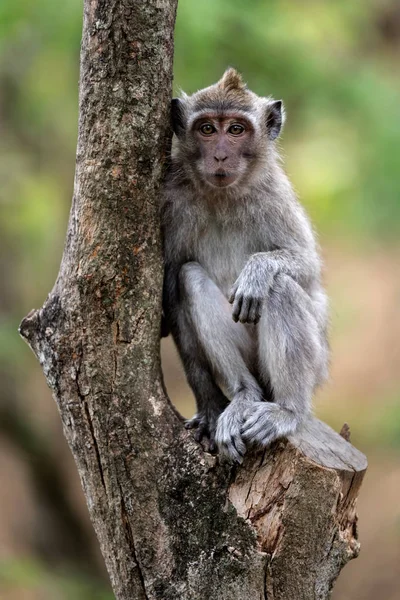 Baby Macaque nella foresta . — Foto Stock