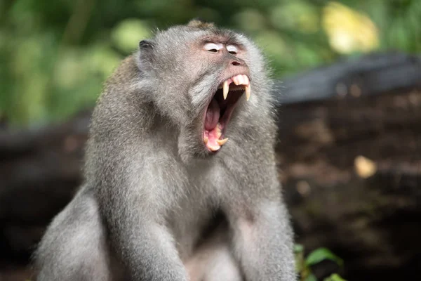 Macaco di Bali nella foresta — Foto Stock