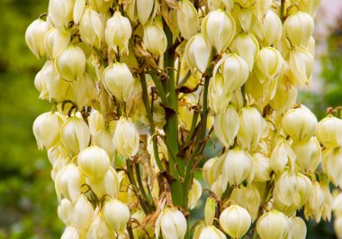 Üç sarı karahindiba üzerinde yeşil bir alana çiçeklerin ışık