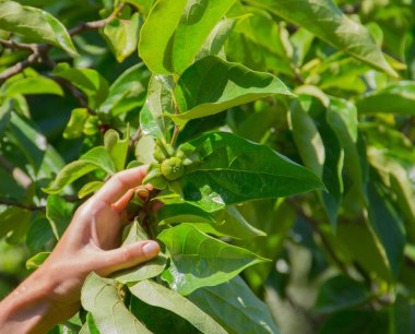 ağaç yaprakları güneşli günde yeşil hurma dalı