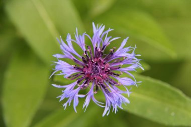 vahşi alan closeup güneşli günde güzel mavi kır çiçeği