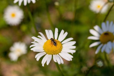 nektar arı içme çayır closeup arka plan doğa'nın sessiz bahar gününde beyaz papatya üzerinde oturuyor