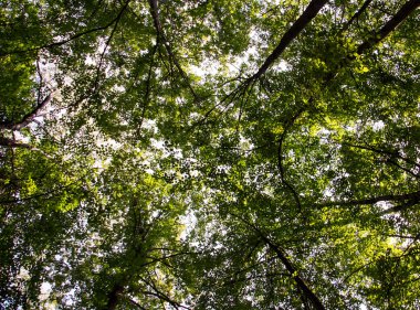 Güneş ışığı ile ağaç kron katman yoğun tatili