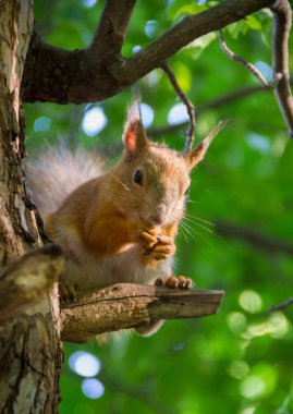 large red squirrel sitting on a branch of pine in the forest sunny summer afternoon and nibbles  nuts clipart
